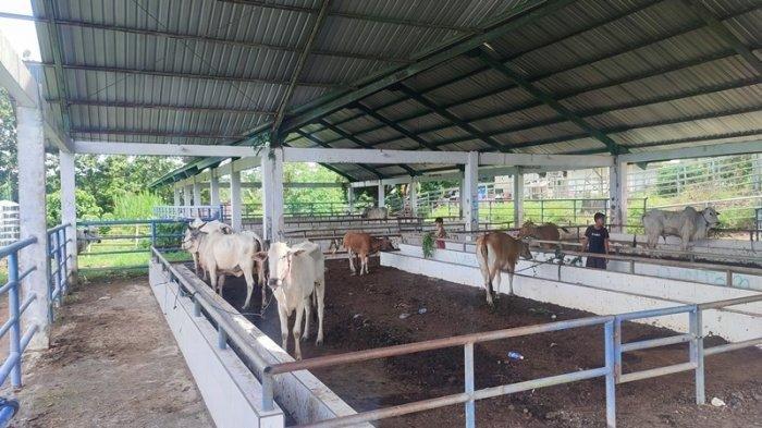 Rumah pemotongan hewan di Kota Manado, Sulawesi Utara.