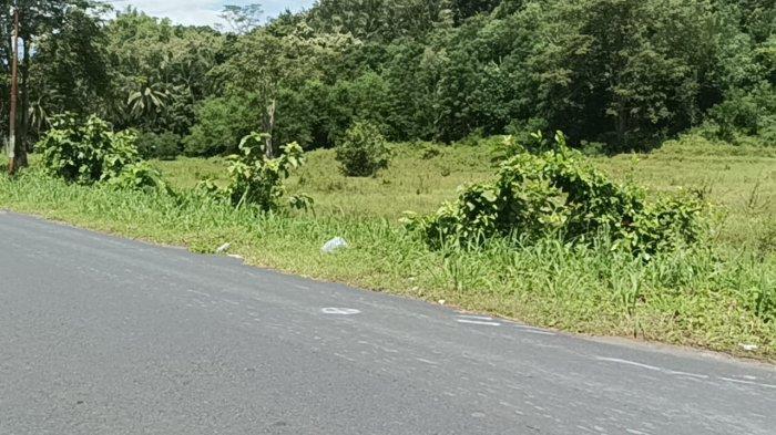 TKP KECELAKAAN - TKP kecelakaan lalu lintas di Jalan Kauditan-Kema, Desa Tontalete, Kecamatan Kauditan, Minahasa Utara, Sulawesi Utara, Senin (9/6/2025). Kecelakaan tersebut menyebabkan seorang lansia tewas.