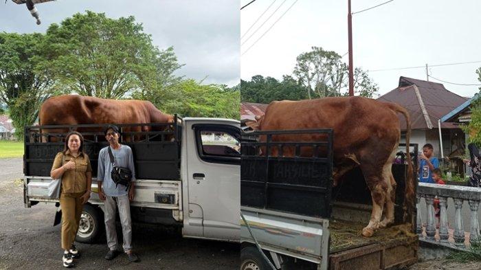 SAPI: Sapi Limosin bernama Arjuna sumbangan Presiden Prabowo Subianto tiba di Tahuna, Kepulauan Sangihe, Sulawesi Utara (Sulut). Sapi seberat hampir satu ton ini akan dikurbankan pada Idul Adha 1446 Hijriah. Ini adalah satu dari 16 sapi Prabowo untuk Sulawesi Utara.