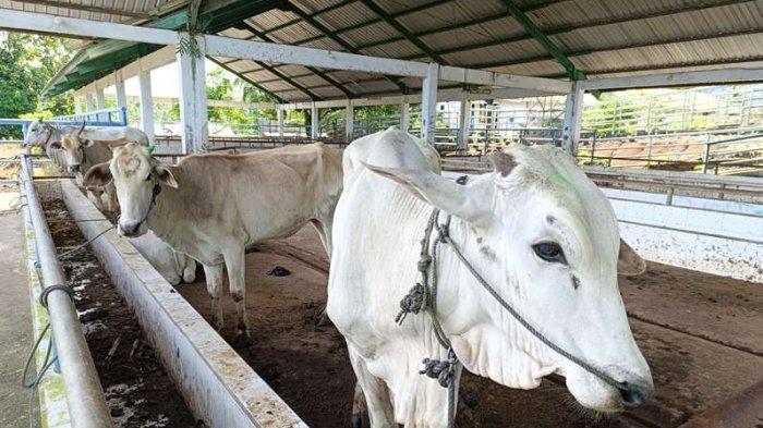 IDUL ADHA 2025 - Sapi yang akan dikurbankan dititipkan di Rumah Potong Hewan Pemkot Manado di Bailang, Bunaken Darat, Rabu (21/5/2025).