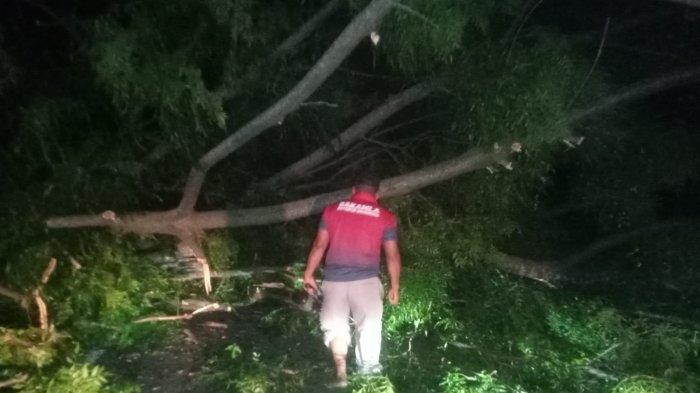 POHON ROBOH: Sebuah pohon besar jenis kayu kambing roboh ke jalan yang menghubungkan Kelurahan Manembo-Nembo dan Tanjung Merah Kecamatan Matuari sempat membuat kendaraan tak bisa melintas, Jumat (7/2/2025) malam.