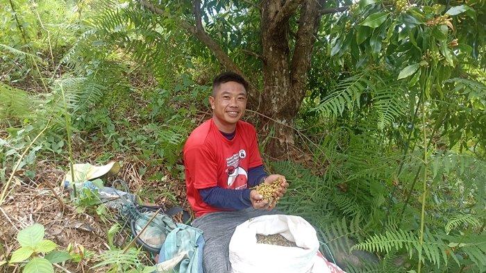 Potret Stery Tambayong, salah satu pemetik di perkebunan cengkeh di Gunung Batu Kembar, wilayah Atoga, Boltim.