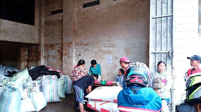Suasana Pengepulan Cengkeh di Tondano Minahasa.