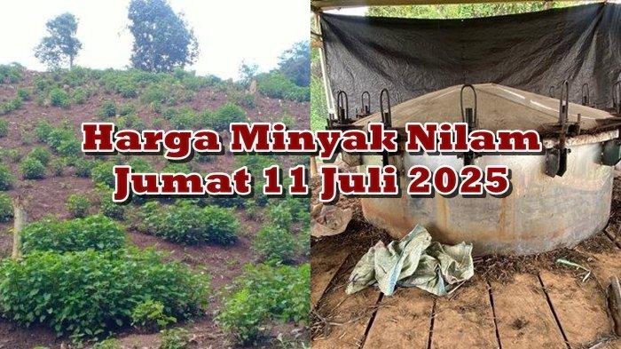 UPDATE HARGA - Harga minyak nilam di Minsel Sulawesi Utara Jumat 11 Juli 2025. Harga naik lagi.