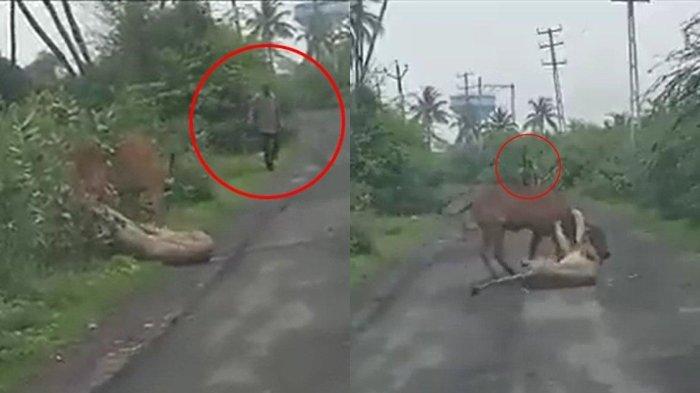Viral di Medsos Video Detik-detik Petani Selamatkan Sapinya dari Terkaman Singa, Sampai Lakukan ini