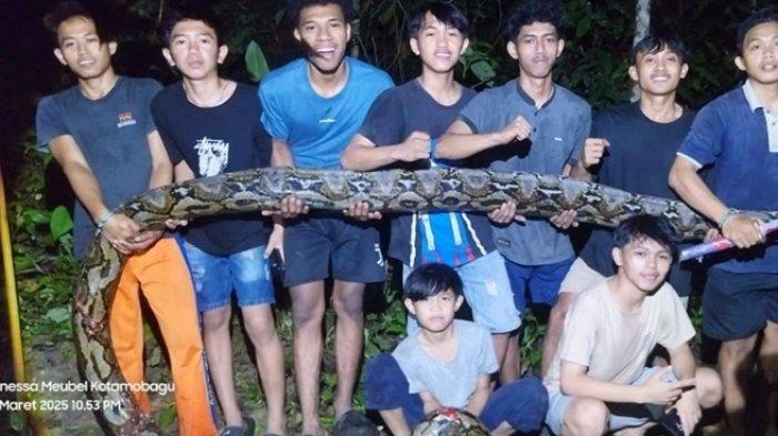 ULAR PITON - Warga Desa Kopandakan Dua, Bolmong Tangkap Ular Piton 7 Meter, Terjual 1,5 Juta.