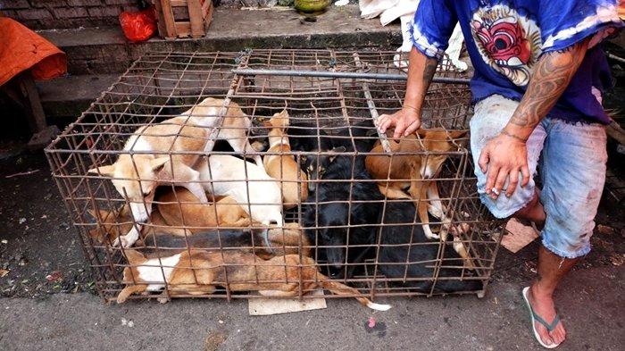 Potret anjing-anjing yang diperdagangkan di Pasar Tomohon.