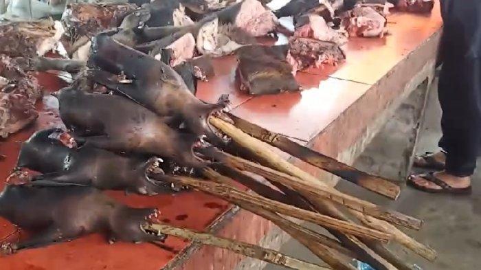 daging kelelawar atau paniki bercampur dengan daging hewan lainnya yang dijual di pasar ekstrim di Minahasa Sulawesi Utara . Foto Tribunmanadpo.co.id/Indri Fransiska Panigoro