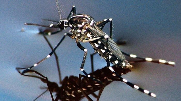 Nyamuk Aedes Aegypti