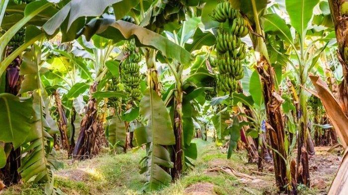 Ilustrasi pohon pisang, tempat pelaku melakukan aksi bejatnya ke istri orang