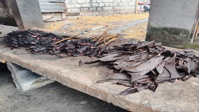 kelelawar yang dijual di pasar Langowan, Minahasa, Sulawesi Utara, Sabtu 28 Oktober 2023/Tribunmanado.co.id/Indri Fransiska Panigoro