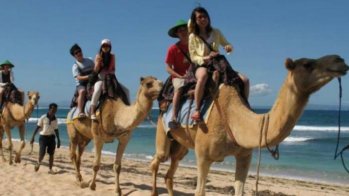 Turis naik unta di pantai kawasan Nusa Dua, Bali.
