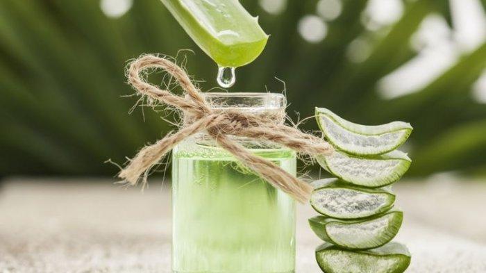 Manfaat Lidah Buaya Untuk kulit Berjerawat