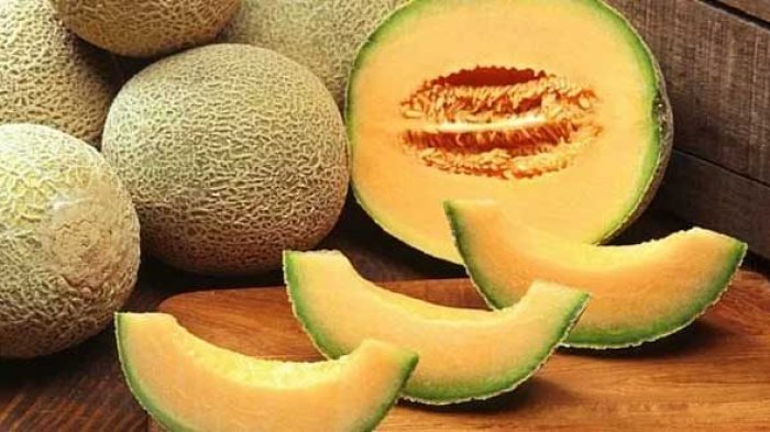 ilustrasi buah melon