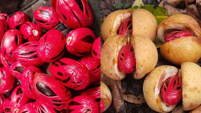 HARGA PALA - Kolase foto pala di kebun minahasa, sulawesi utara beberapa waktu lalu