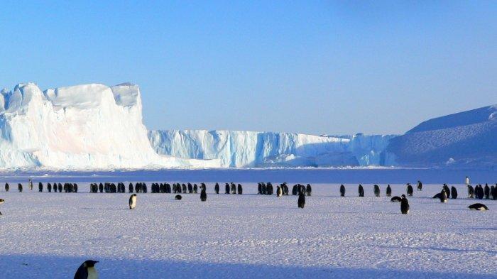Penguin yang hidup di Antartika.