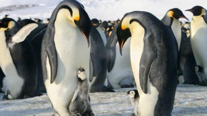 Penguin bisa bicara seperti manusia
