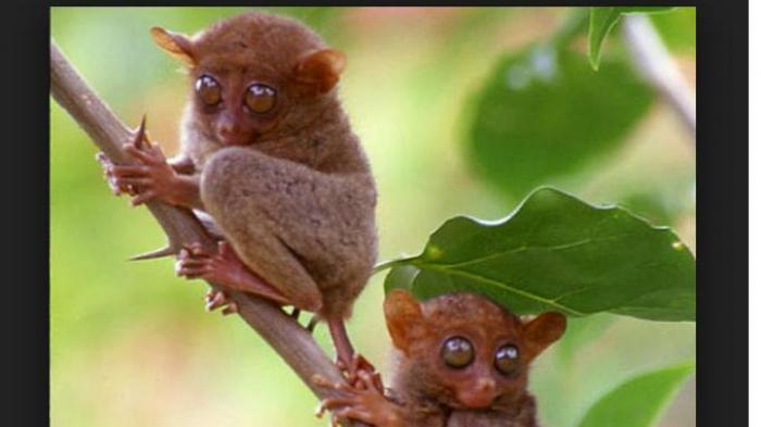 Tarsius. Satwa endemik Sulawesi Utara dalam bahaya akibat kebakaran yang terus terjadi di habitatnya yang berada di Cagar Alam Tangkoko dan Taman Wisata Alam Batu Putih Bitung, Sulawesi Utara.