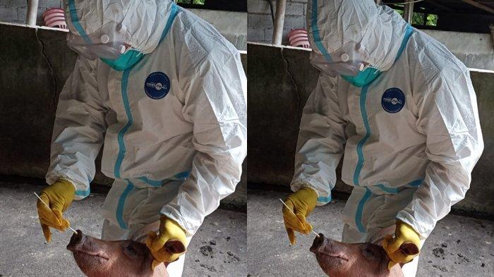Tim Distanak Sulawesi Utara memeriksa keadaan kandang serta babi di Minut