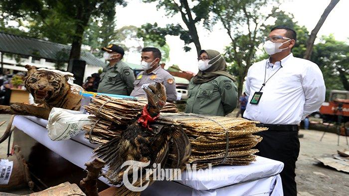 Petugas menghadirkan sejumlah barang bukti satwa dilindungi saat pemusnahan di Dinas Lingkungan Hidup dan Kehutanan Provinsi Sumatera Utara Jalan Sisingamangaraja Nomor 14, Kota Medan, Kamis (10/8). Balai Konservasi Sumber Daya Alam (BKSDA) Provinsi Sumut beserta Balai Gakkum LHK Wilayah I Sumatera menyita barang bukti dari hasil operasi penegakan hukum berupa 46 buah kulit Harimau Sumatera, 317 kulit Ular Gendeng, 38 kulit Ular Sanca Batik, satu offset Harimau Sumatera, satu offset Rangkong, lima offset Tanduk Rusa, lima offset Penyu sisik, 15,5 kg sisik Tringgiling sejak tahun 2015-2022.