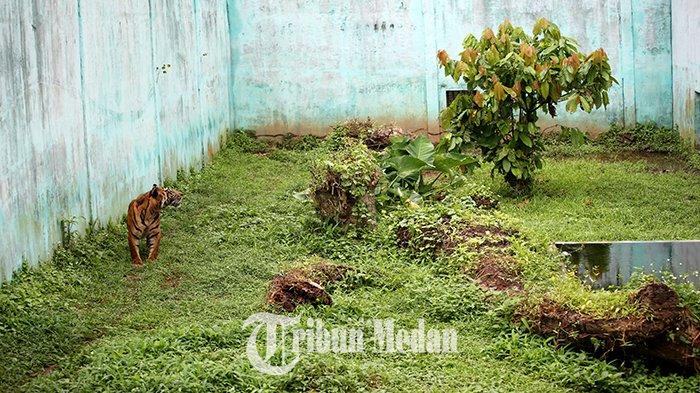 Harimau Sumatra berada di kandang Medan Zoo Jalan Bunga Rampai IV, Kelurahan Simalingkar B, Ujung Labuhen, Kabupaten Deliserdang, Minggu (11/2). Kreator Konten Alshad Kautsar Ahmad mengunjungi Medan Zoo untuk memberikan bantuan dalam bentuk vitamin kepada harimau sumatra yang sedang sakit.