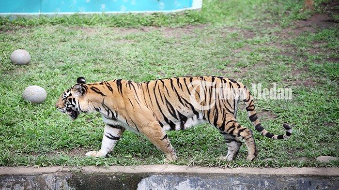 Harimau Sumatera berada di kandang Medan Zoo Jalan Bunga Rampai IV, Kelurahan Simalingkar B, Ujung Labuhen, Kota Medan, Senin (15/1). Kebun binatang yang dibangun pada tahun 1952 dan memiliki luas 30 hektare tersebut kini kondisinya terbengkalai dengan koleksi hewan yang semakin berkurang.