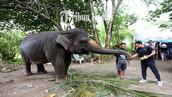 Warga memberikan makanan kepada Gajah Sumatera di Medan Zoo Jalan Bunga Rampai IV, Kelurahan Simalingkar B, Ujung Labuhen, Kota Medan, Senin (15/1). Kebun binatang yang dibangun pada tahun 1952 dan memiliki luas 30 hektare tersebut kini kondisinya terbengkalai dengan koleksi hewan yang semakin berkurang.