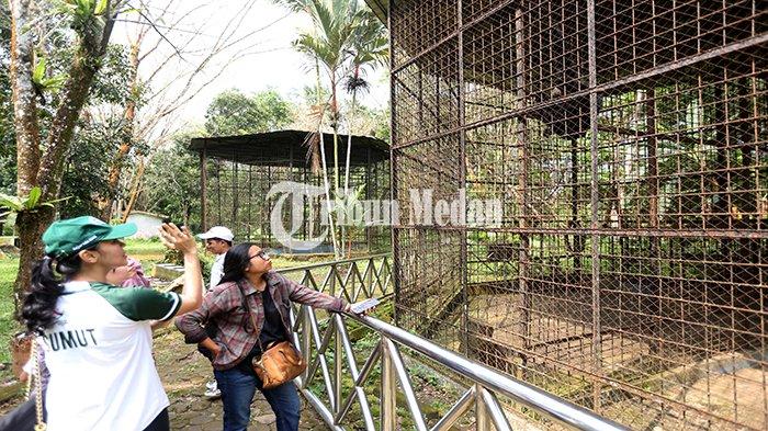 Warga melihat seekor satwa yang berada di dalam kandang Medan Zoo Jalan Bunga Rampai IV, Kelurahan Simalingkar B, Ujung Labuhen, Kota Medan, Senin (15/1). Kebun binatang yang dibangun pada tahun 1952 dan memiliki luas 30 hektare tersebut kini kondisinya terbengkalai dengan koleksi hewan yang semakin berkurang.