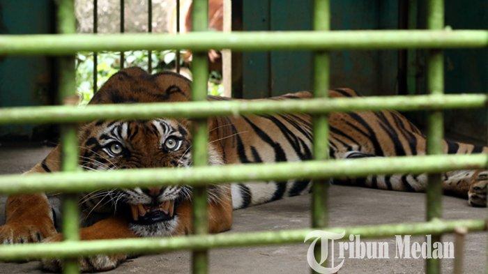 Seekor Harimau Sumatera (Panthera tigris sumatrae), Bintang Baringin yang berusia 10 tahun terlihat lemas di Medan Zoo, Jumat (24/9/2021). Pihak Medan Zoo membenarkan Baringin dalam kondisi memperihatinkan, mengalami penyusutan berat badan karena penyakit diare dan muntah.