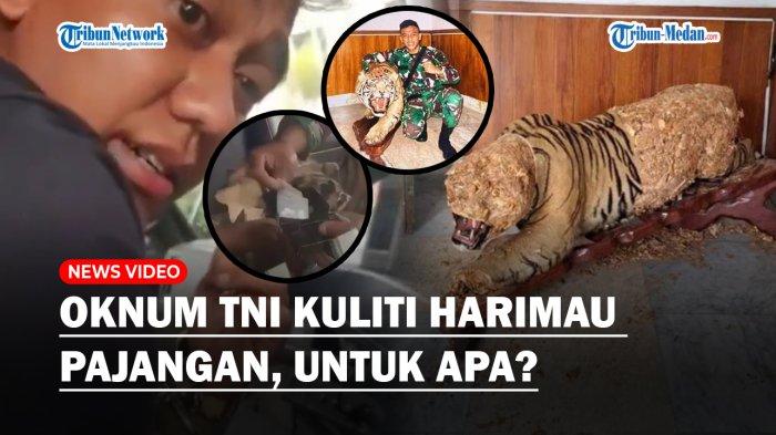 BIKIN MALU! Oknum TNI Kuliti Harimau Pajangan Milik Komandan, Keciduk Ada Narkoba Dekat Pelaku!
