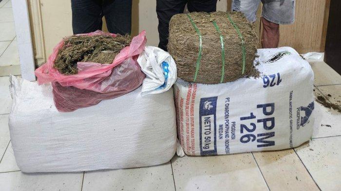 Barang bukti 32 kilogram daun ganja kering diamankan Sat Res Narkoba Polres Langkat