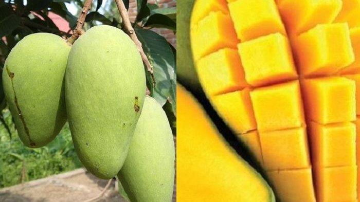 Buah Mangga baik untuk Kesehatan Jantung dan Pencernaan
