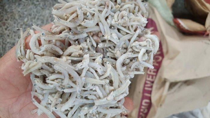Ilustrasi. Harga ikan teri Medan mengalami lonjakan.