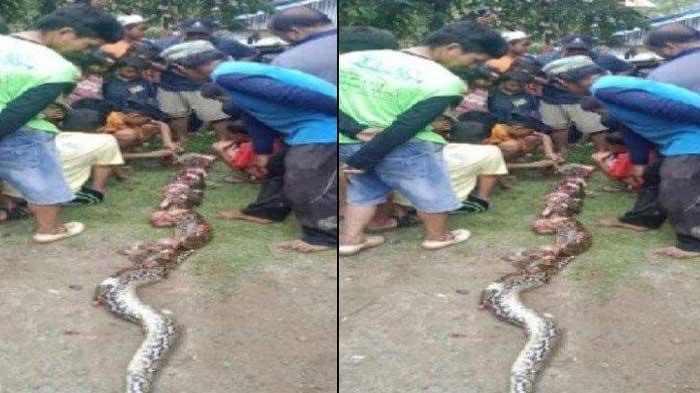 Histeris Sanria Dapati Nenek Maga Tewas Dililit Ular Piton 4,5 Meter, Ditelan Lalu Dimuntahkan