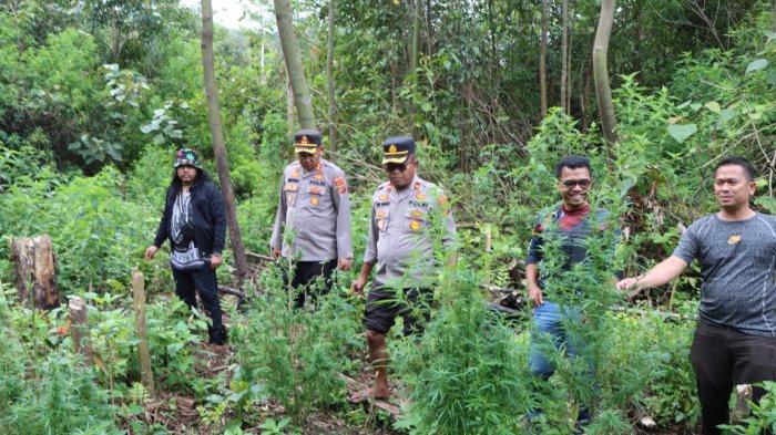 Kapolres Tanah Karo AKBP Wahyudi Rahman SIK memimpin langsung penyisiran tim gabungan pada enam titik ladang ganja di Tahura Karo tersebut, Rabu (27/7/2023).