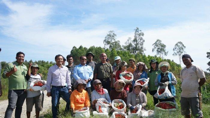 Sejumlah petani cabai di Desa Pondok Buluh, Kecamatan Dolok Panribun, Kabupaten Simalungun merasakan manfaat dari program intercrop bersama Toba Pulp Lestari (TPL).