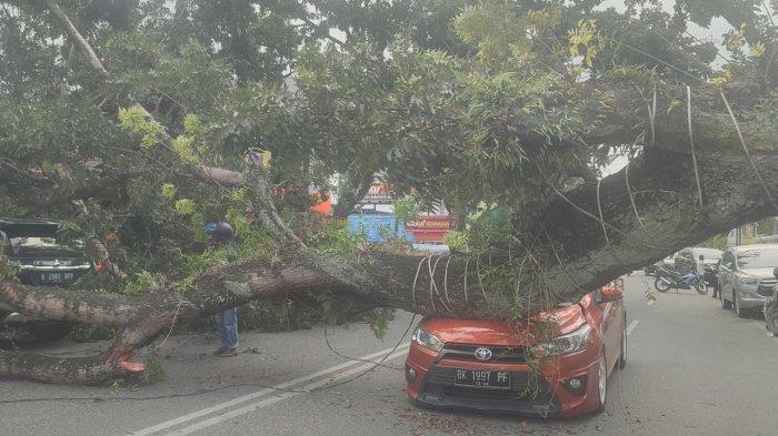 Pohon tumbang di Jalan Abdullah Lubis, tepatnya di depan Mie Ayam Jamur Mahmud Kecamatan Medan Baru, Minggu (15/12/2024).
