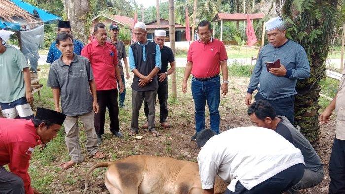 Ketua DPD PDI Perjuangan Provinsi Sumut, Drs. Rapidin Simbolon menyerahkan tiga ekor sapi hewan kurban untuk warga Padang Lawas, Senin (17/6/2024).