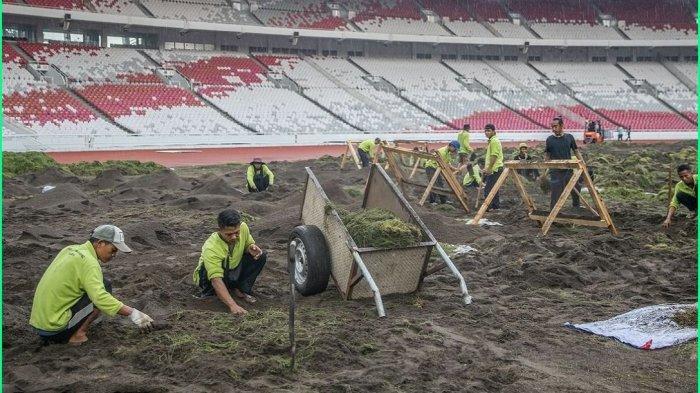 Rumput Stadion Utama Gelora Bung Karno (SUGBK) dibongkar jelang Kualifikasi Piala Dunia 2026 ronde ketiga