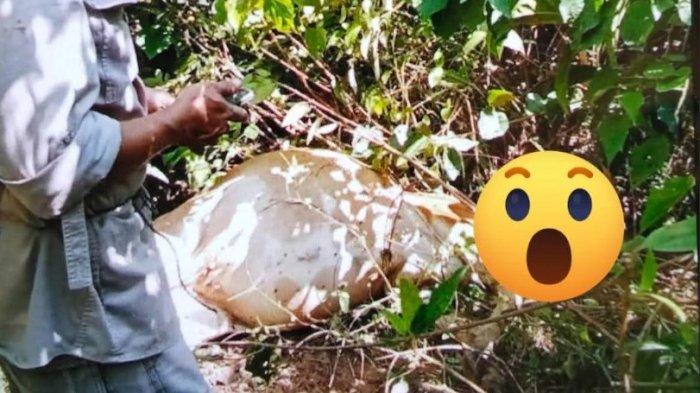 HARIMAU TERKAM SAPI: Sapi keempat yang ditemukan warga mati dimangsa Harimau Sumatera di dusun Pancasila Desa Mekar Makmur Kecamatan Sei Lepan, Kabupaten Langkat, Sumatera Utara, Selasa (25/6/2025).