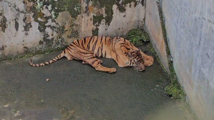 Satu harimau jenis sumatera yang berada di Medan Zoo beberapa waktu lalu. Saat ini satu harimau jenis benggala mati kembali.