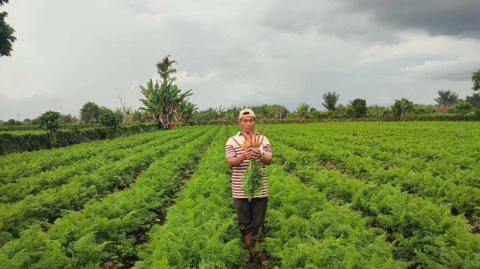 Seorang petani wortel Laro, Jhon Musa Purba, menunjukkan tanaman wortelnya
