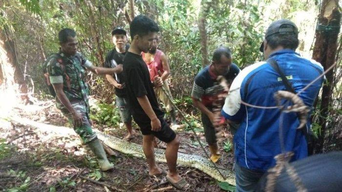 Kronologi Siriati, ibu rumah tangga berusia 30 tahun, ditelan ular piton sepanjang 6 meter di Sulawesi Selatan. Adiansyah sempat mencari-cari keberadaannya sang istrinya.
Siriati merupakan warga di Dusun Balatana, Desa Siteba, Kecamatan Walenrang Utara, Kabupaten Luwu, Sulawesi Selatan. (Via kompas.com)