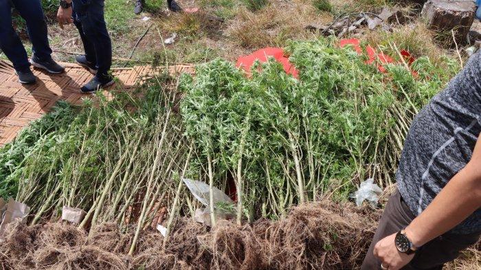 Barang bukti penyisiran tim gabungan pada enam titik ladang ganja di Tahura Karo tersebut, Rabu (27/7/2023).