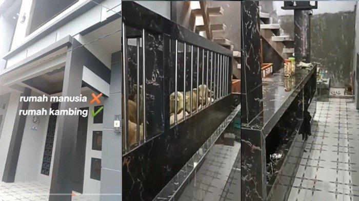 VIRAL Potret Rumah Mewah 2 Lantai Dihuni Domba, Kandang Dilapisi Granit, Lantai Pakai Karpet