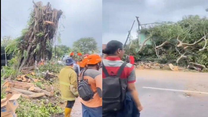 VIRAL Video Pohon Beringin Tua Berdiri Lagi Usai Ditebang, Warga Sebut Pohon Keramat,Faktanya Begini