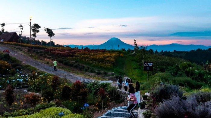Agrowisata Kebun Efi Puncak 2000 Siosar, Karo