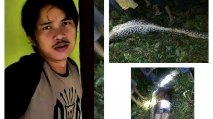 Akbar (25), petani kelapa sawit di Desa Salubiro, Kecamatan Korossa, Kabupaten Mamuju Tengah, Provinsi Sulawesi Barat, yang tewas diterkam ular piton. (TribunSulbar/ Nurhadi)