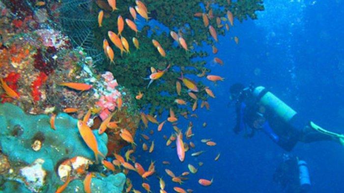 Aktivitas menyelam di Pulau Bogi, Kabupaten Nias Barat dengan pemandangan bawah laut yang menawan
