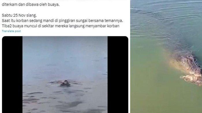 Viral di media sosial X rekaman video amatir yang memperlihatkan seekor buaya menerkam seorang bocah laki-laki berinisial MH (10) di Mendawai Seberang, Kotawaringin Barat, Kalimantan Tengah pada Sabtu (25/11/2023). (X)